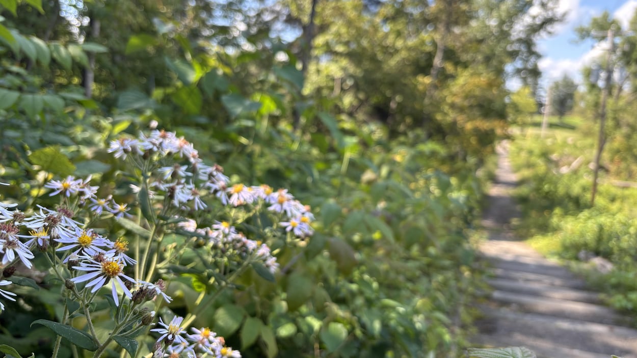 À la découverte des sentiers urbains de Saguenay