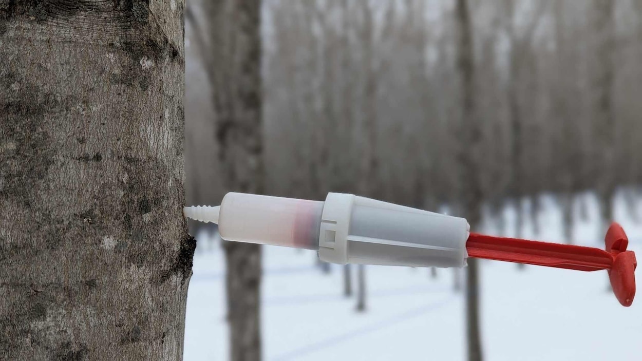 Les origines de l’eau d’érable sous la loupe à Saint-Romain
