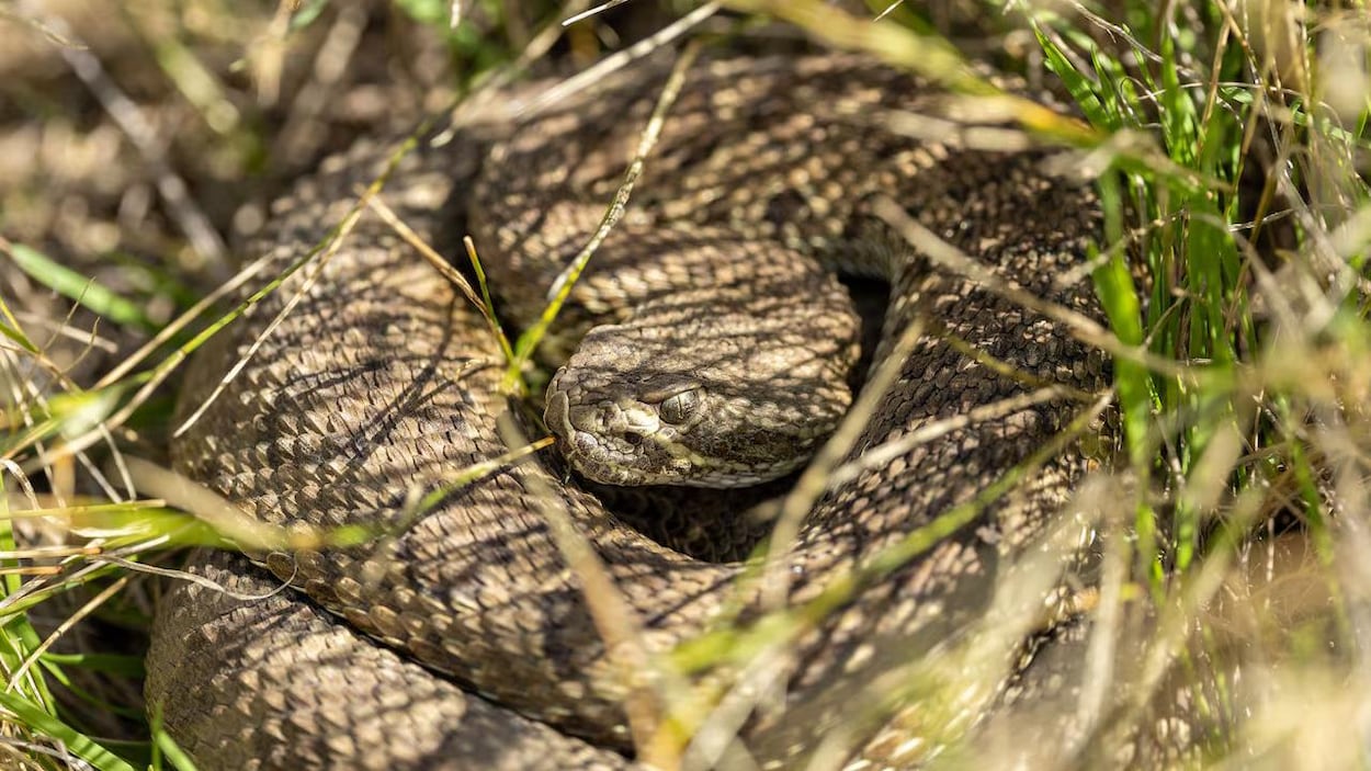 Une année record pour les serpents à Lethbridge