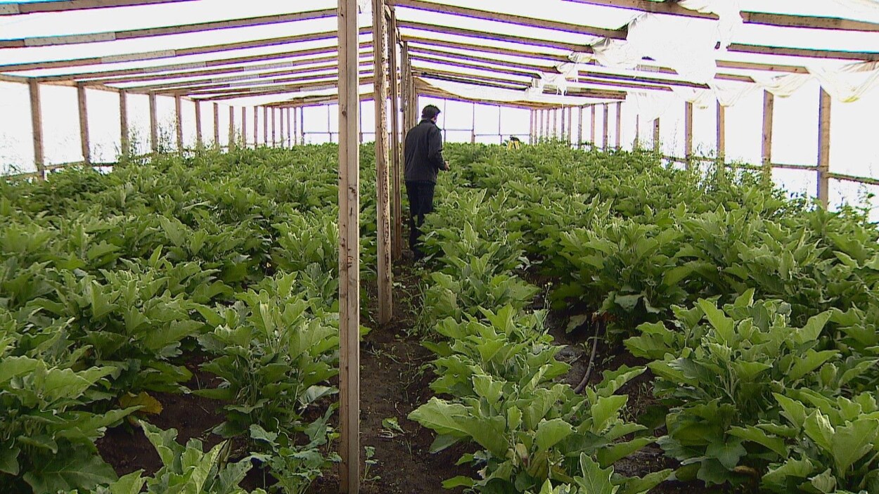 Un homme entre des rangées de plants d'aubergines dans une serre.