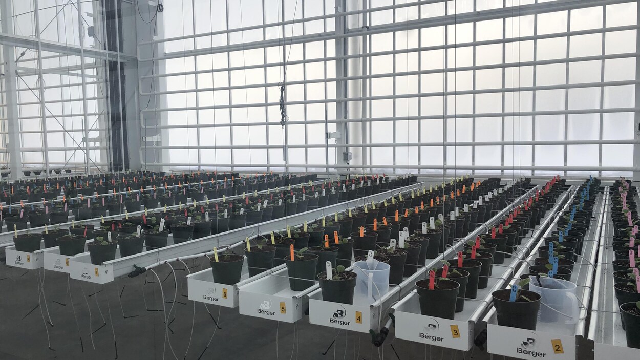 L'intérieur de la nouvelle serre de recherche des Tourbières Berger. Plusieurs milliers de plants sont cordés.