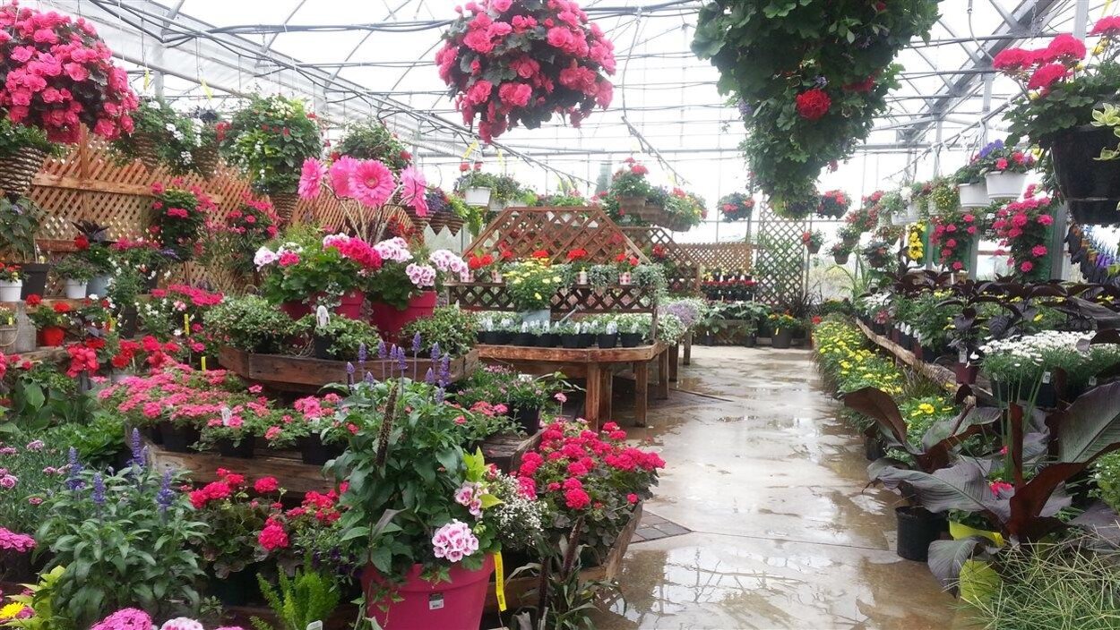Des fleurs dans une serre au printemps.