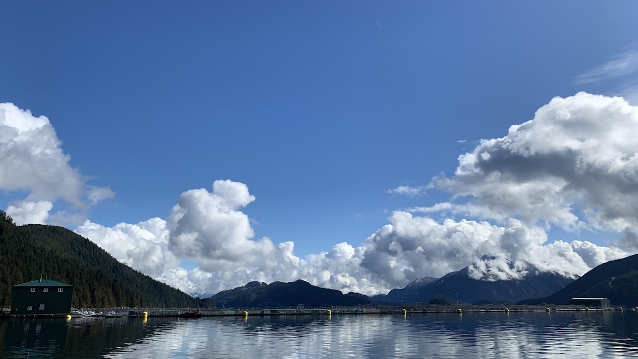 Interdiction de la salmoniculture autour des îles Discovery confirmée, et maintenant?