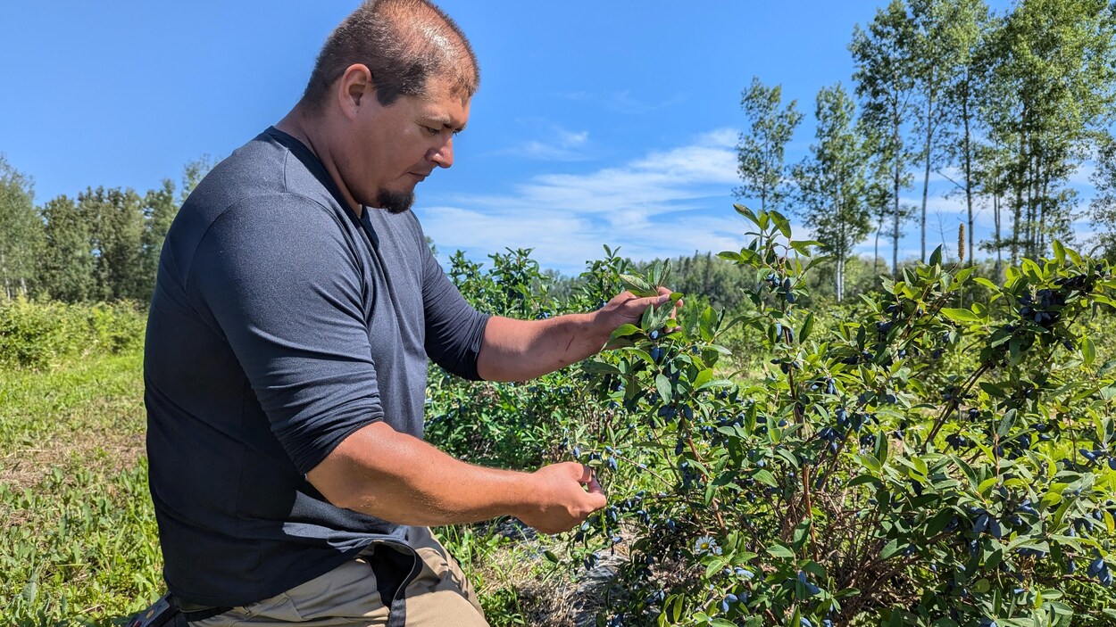 Un producteur veut faire découvrir la camerise et ses variétés | Radio ...