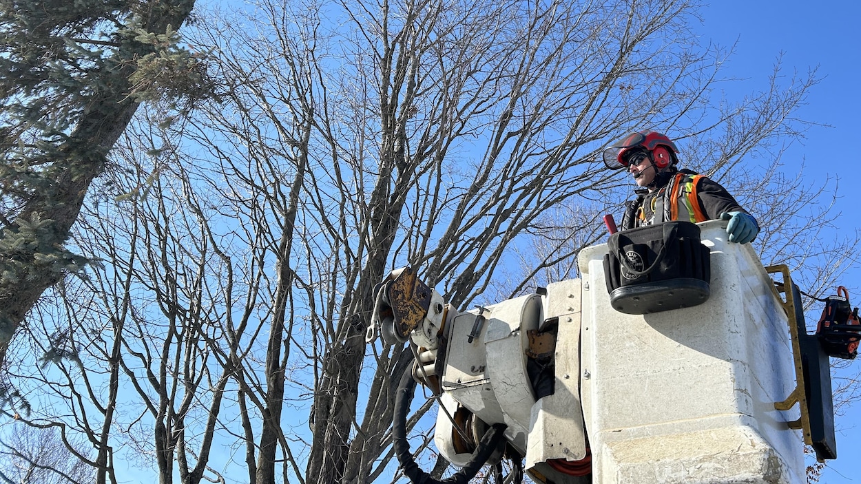 Sherbrooke prend soin de ses arbres