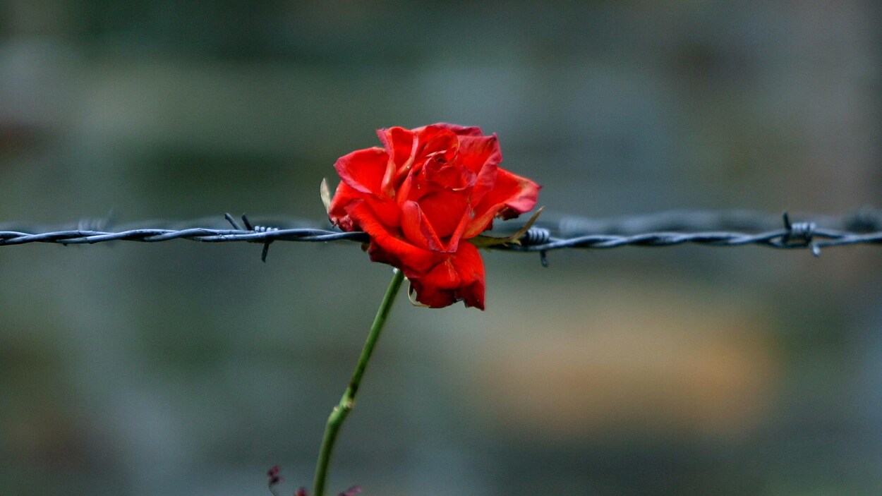 Une rose déposée sur un barbelé du camp de concentration nazi d’Auschwitz, en Pologne.