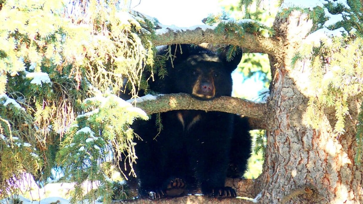 Un ours noir dans les branches d'un arbre pose son menton sur l'une d'entre elles.