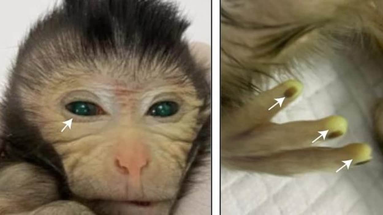 O primeiro macaco quimera foi criado na China
