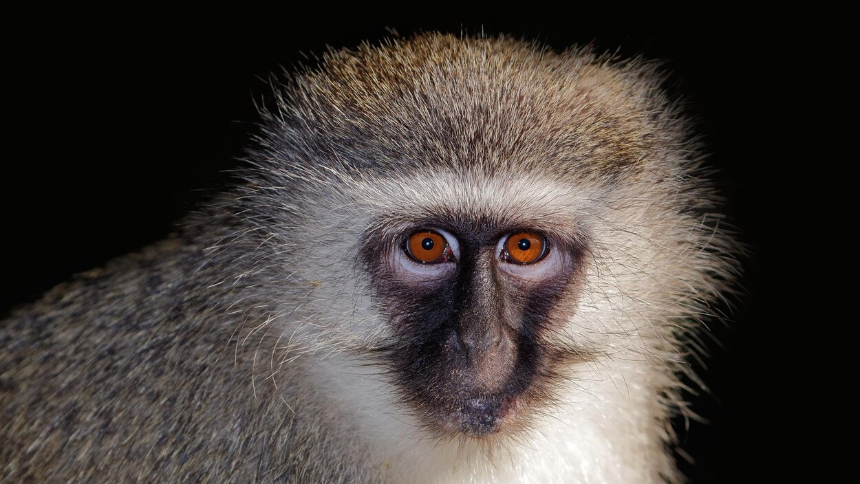 La tête d'un singe vervet. La tête d'un singe vervet.