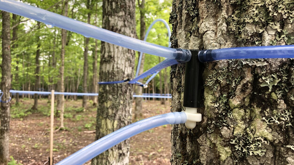 Une entaille ou un trou dans un érable est relié à plusieurs tubes bleus entre les érables.