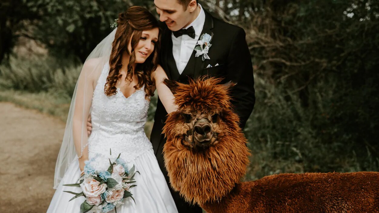 Une mariée pleure, adossée à son époux, en caressant un alpaga.