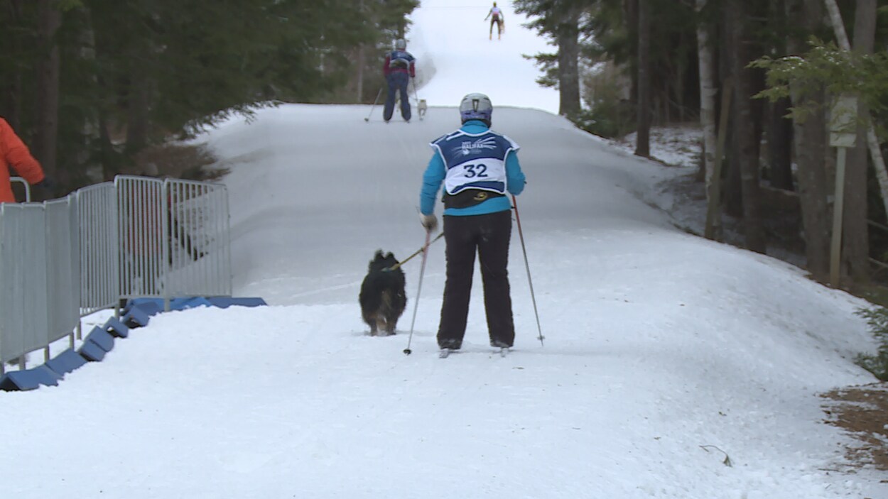 Une dame en ski tiré par son chien Une dame en ski tiré par son chien
