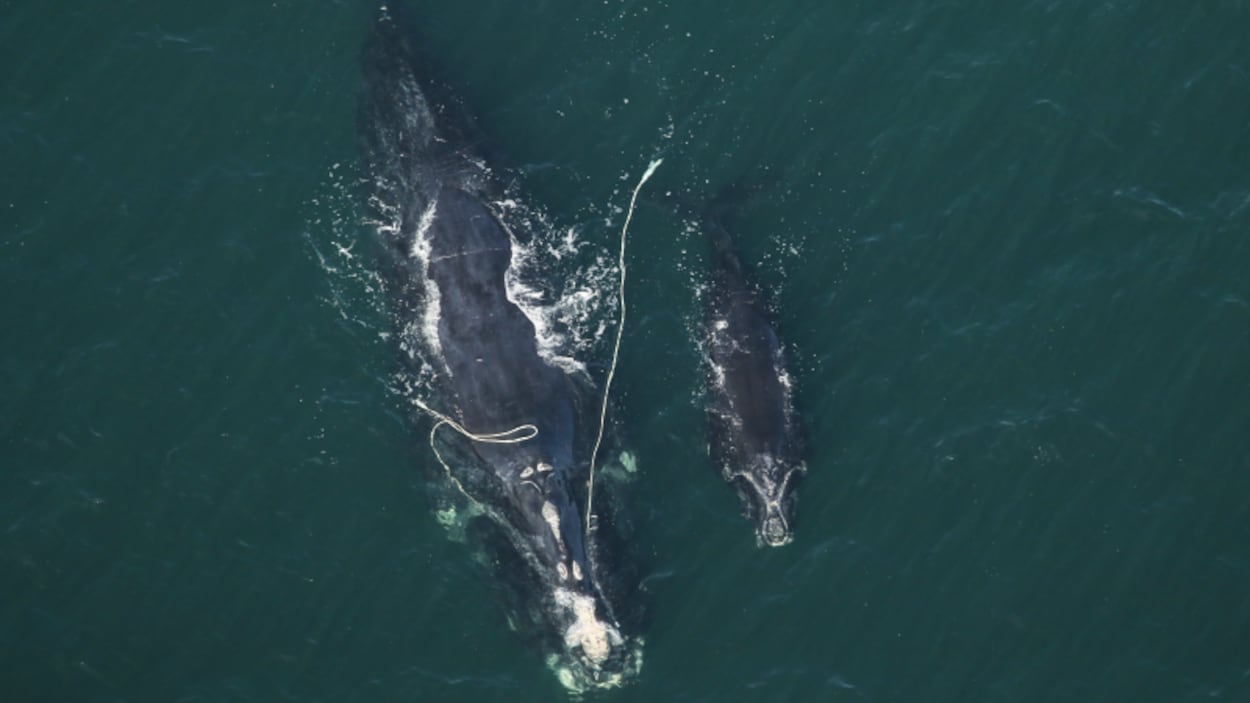 Baleines noires : des zones de pêche au homard fermées de nouveau à l’Î.-P.-É.
