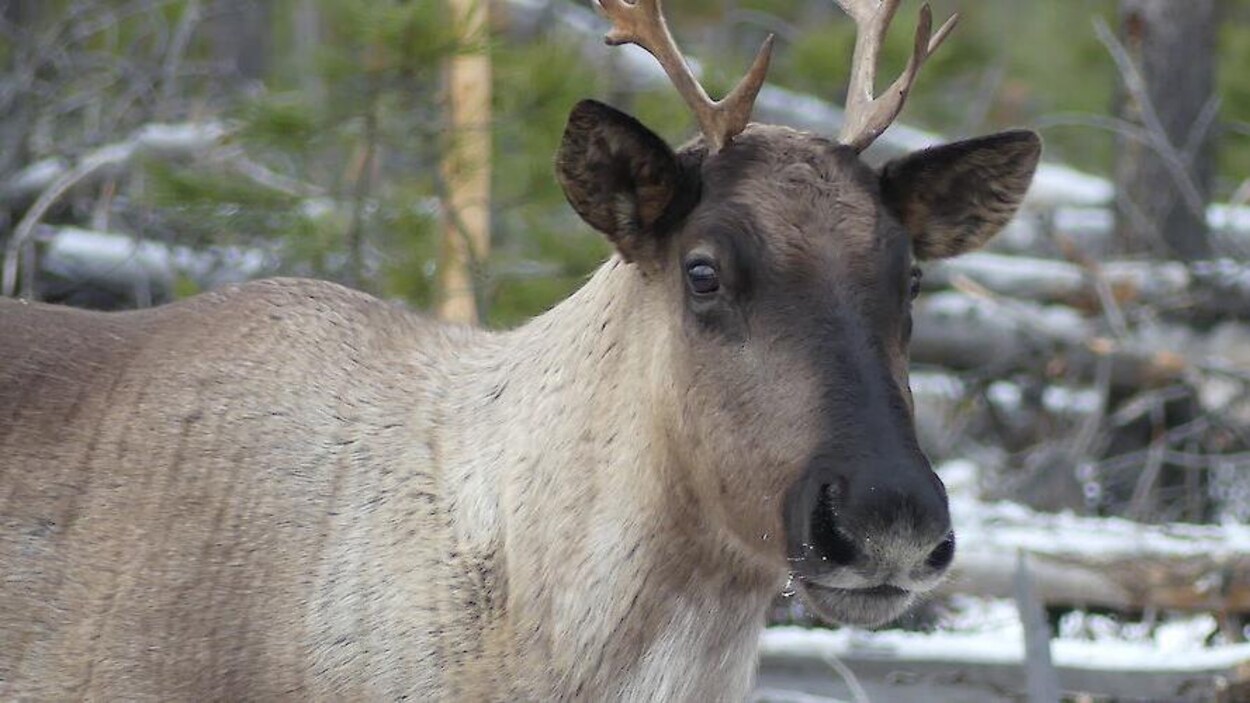 Entente sur le caribou : les avis sont partagés