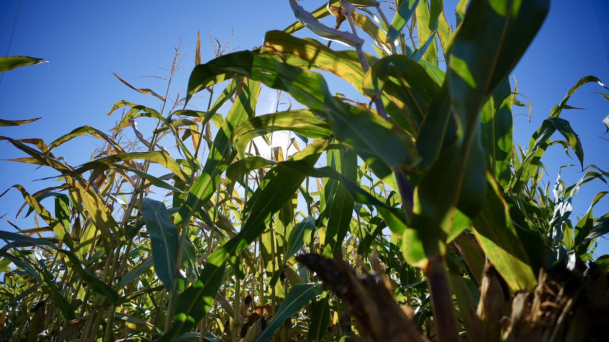 Un rendement agricole nettement supérieur grâce à l’argile