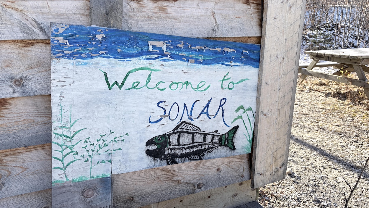 Au Yukon, une Première Nation compte les saumons kétas à l’aide d’un sonar