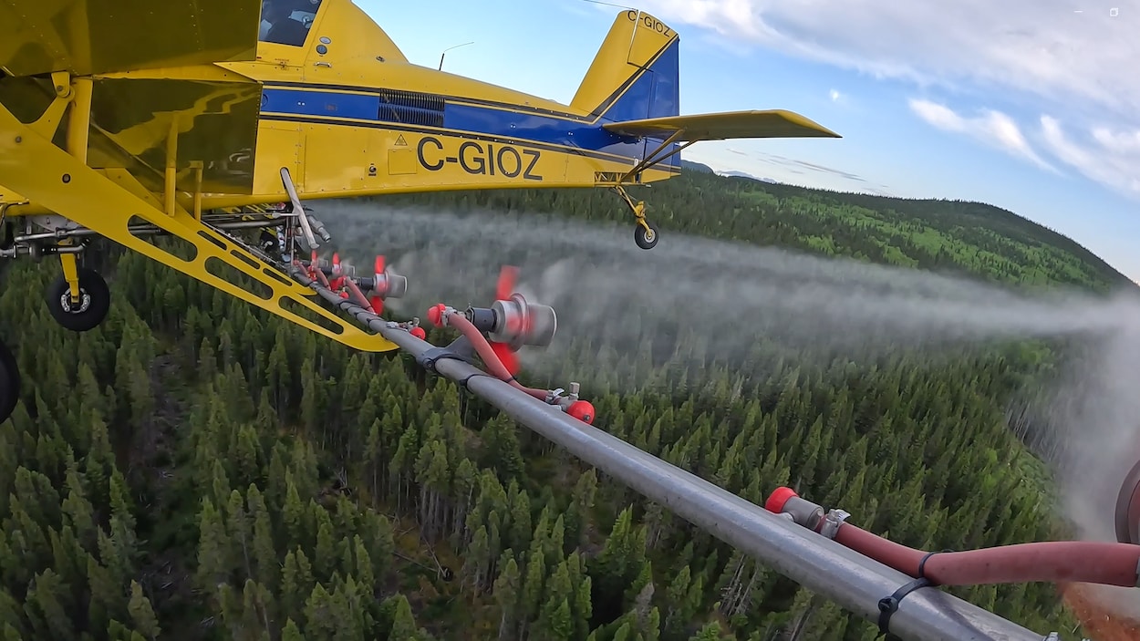 La superficie protégée contre la tordeuse chute de 90 000 à 20 000 hectares