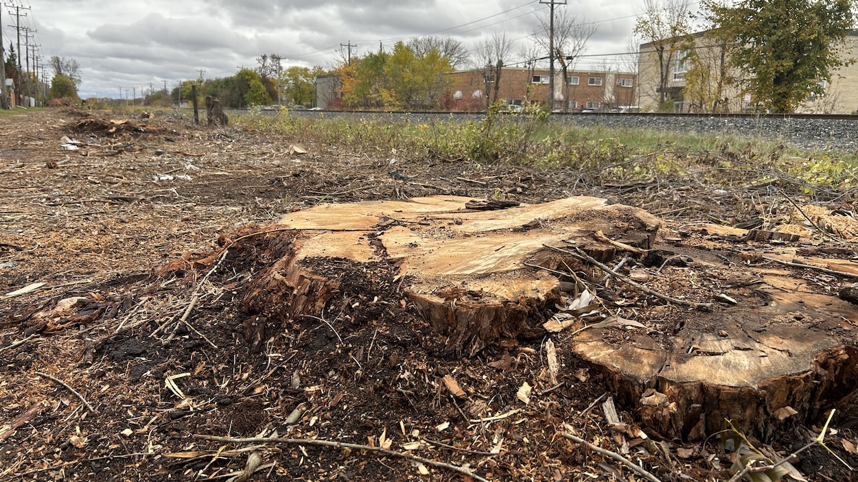 À Windsor Park, l’abattage des arbres divise