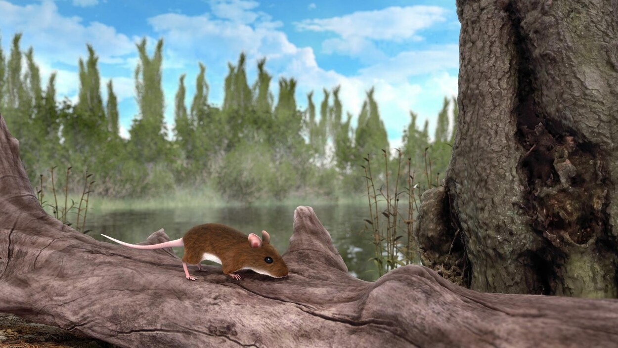 Reconstitution artistique d'une souris Apodemus atavus dans une forêt.