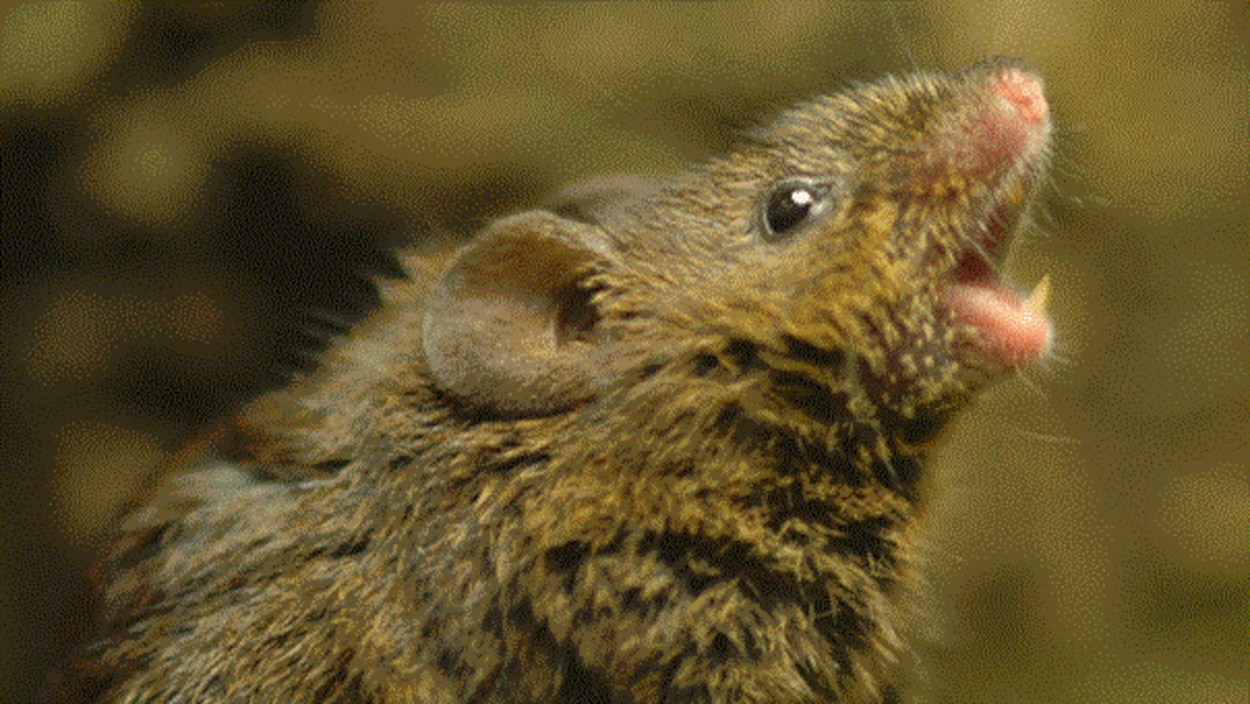 Une souris Scotinomys teguina mâle.