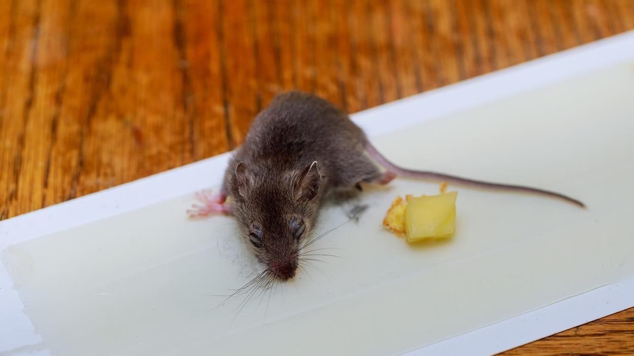 Grands pièges à colle super puissants antiparasitaires planches collantes  tuant pour souris rat serpent ménage pli papier carton anti-poussière Smart