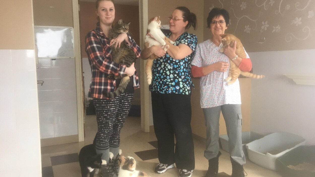 Isa Levesque, Marie Levesque et Linda Lanteigne, de la SPCA-Péninsule acadienne, en ont plein les bras.