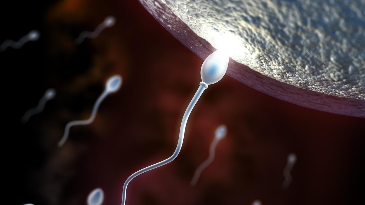 Illustration de spermatozoïdes et d'un ovule.