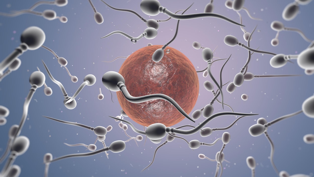 Représentation artistique de spermatozoïdes et d'un ovule. Représentation artistique de spermatozoïdes et d'un ovule.