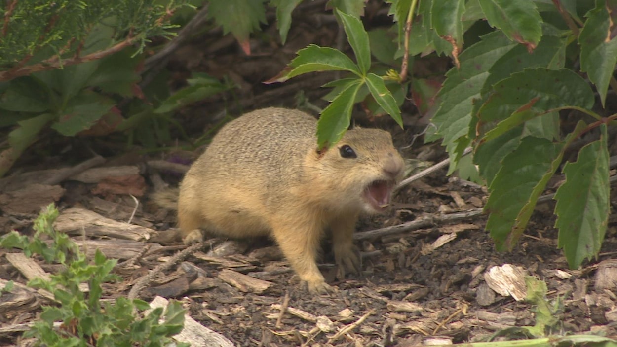 Un spermophile dans le parc Wascana à Regina
