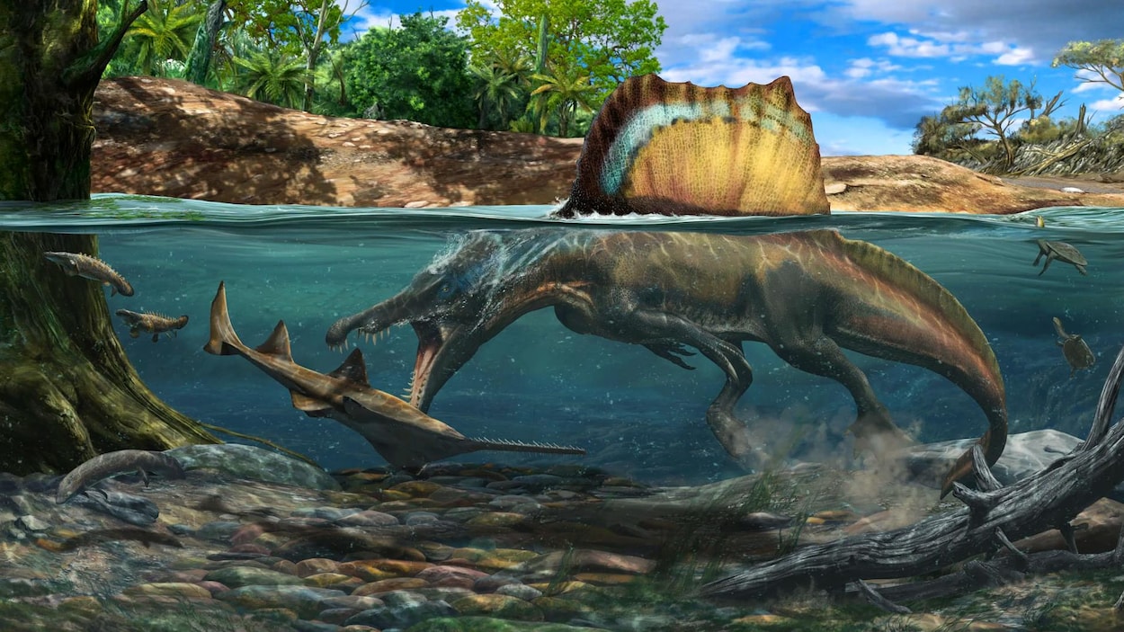 Le Spinosaurus chassait aussi ses proies sous l'eau | Radio-Canada.ca