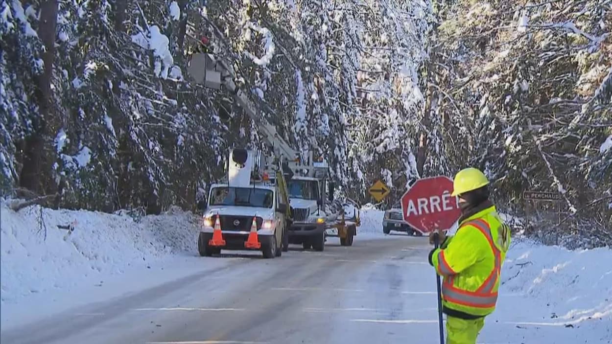 Gens dans les arbres qui coupent des branches et une personne qui tient un panneau arrêt dans la rue