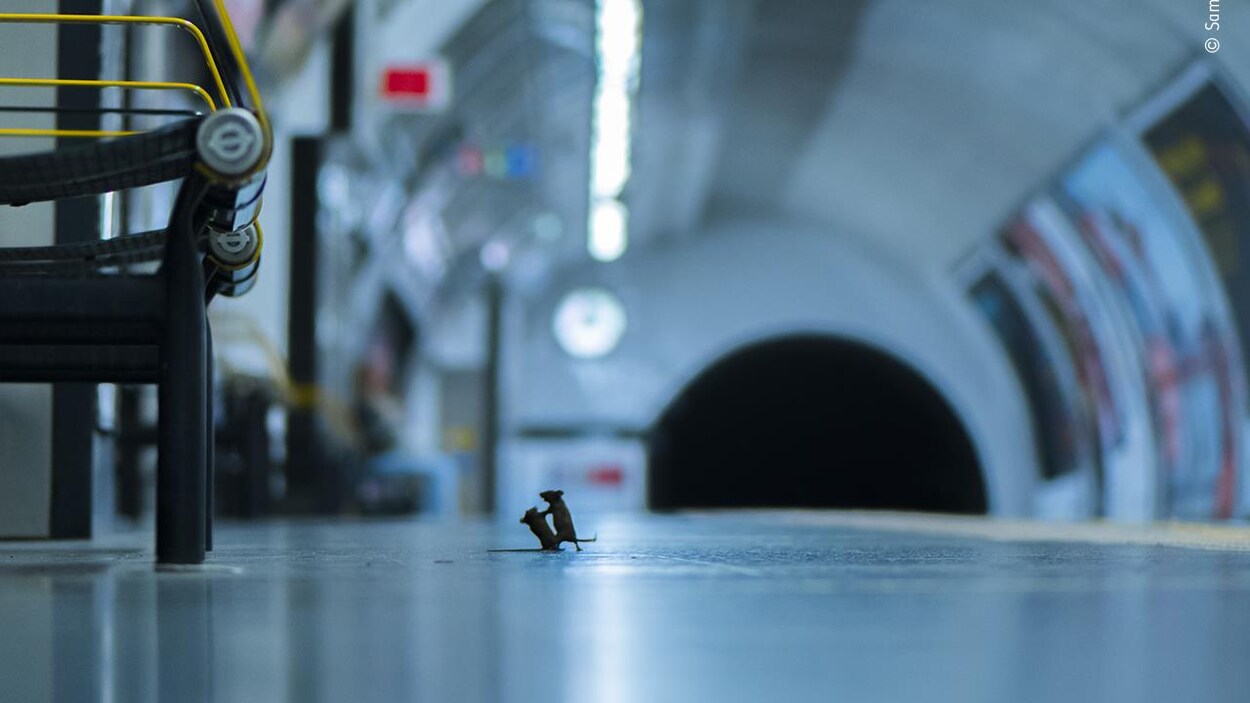 Deux souris se battent sur un quai de métro.
