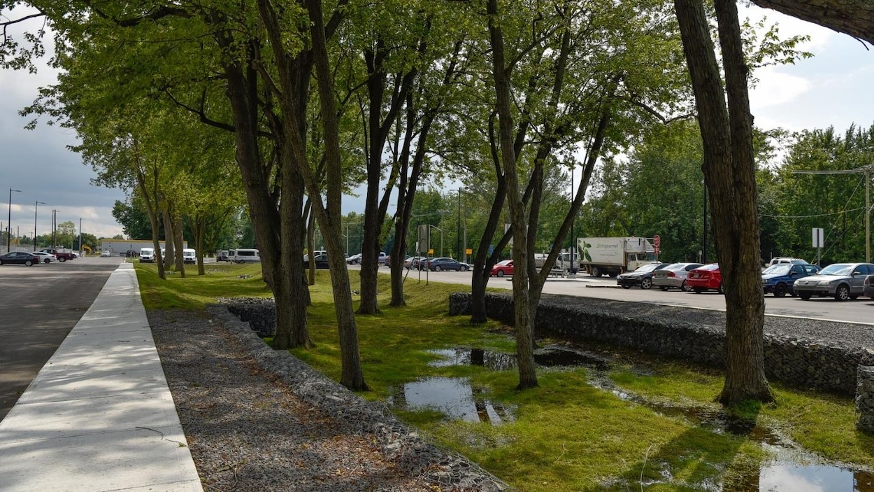 De l'eau s'est accumulé sur une bande de végétation séparant des espaces de stationnement. De l'eau s'est accumulé sur une bande de végétation séparant des espaces de stationnement.