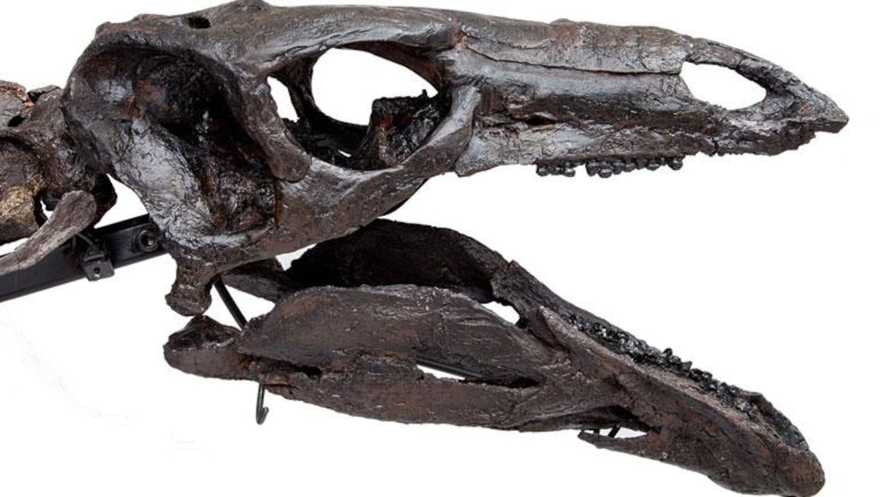 Le crâne d'un stégosaure exposé au Musée d'histoire naturelle de Londres.