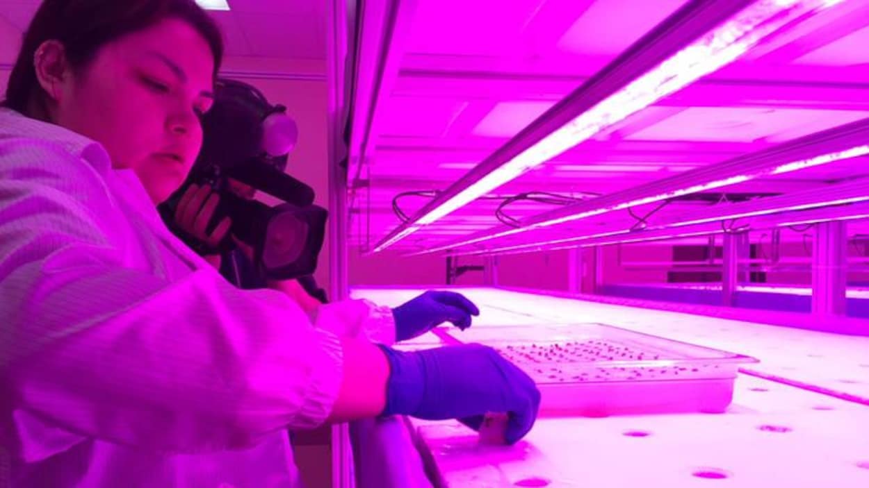 Une femme joue place des graines de plantes dans un laboratoire.