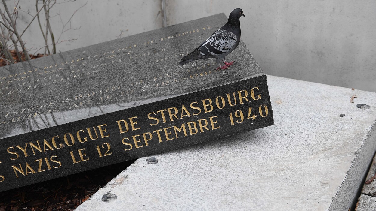 Un pigeon se tient sur la stèle déplacée de Strasbourg.