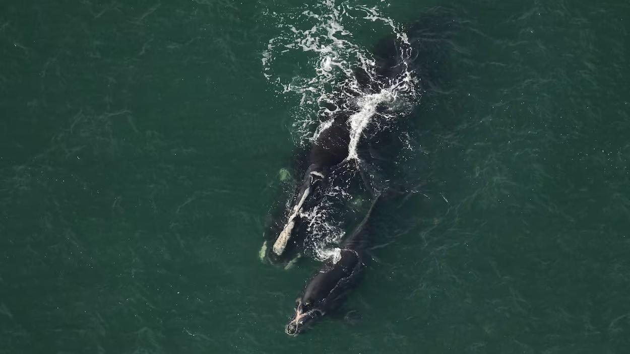 Un Baleineau Trouvé Mort Sur Les Côtes Du Massachusetts | Radio-Canada