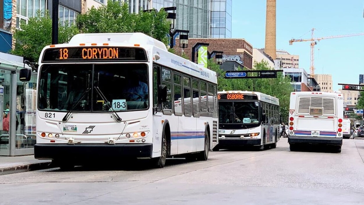 Trois autobus circulent dans une rue de Winnipeg.