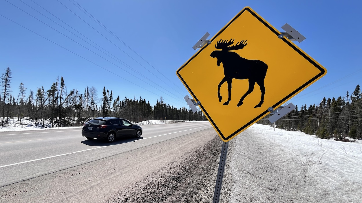 Un nouveau système de détection de la faune sur la route 138