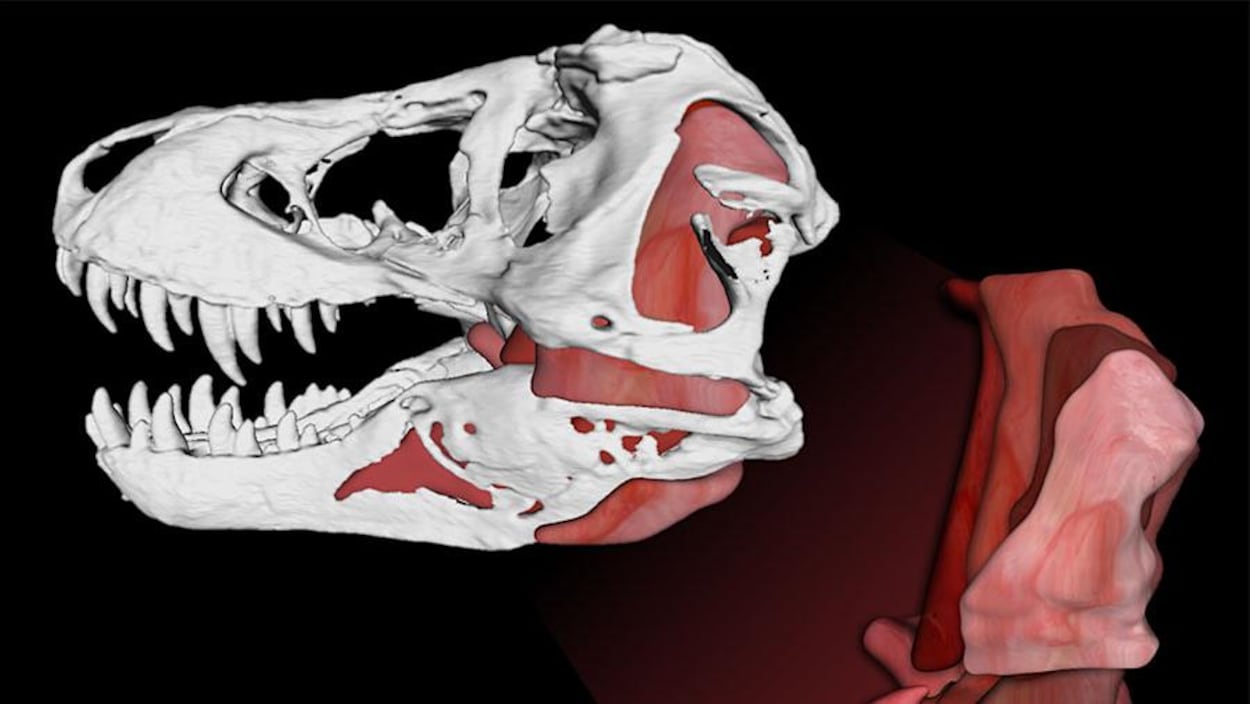 Le Tyrannosaurus rex mordait dans ses proies avec une force de 3600 kg et la pression exercée par sa mâchoire atteignait les 30 tonnes/cm2. Le Tyrannosaurus rex mordait dans ses proies avec une force de 3600 kg et la pression exercée par sa mâchoire atteignait les 30 tonnes/cm2.