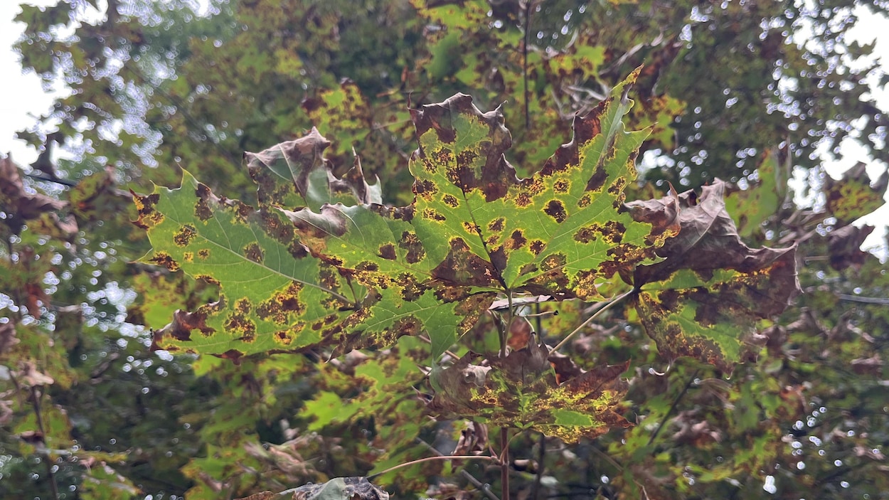 Les feuilles de vos arbres commencent déjà à tomber? On vous explique pourquoi