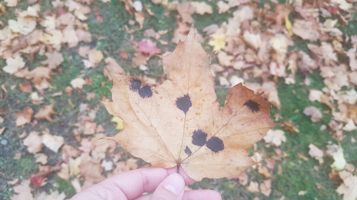 Feuille morte affectée par la tache goudronneuse de l'érable.
