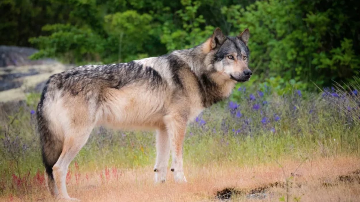 Un loup solitaire tu par un chasseur en C. B. provoque une vague