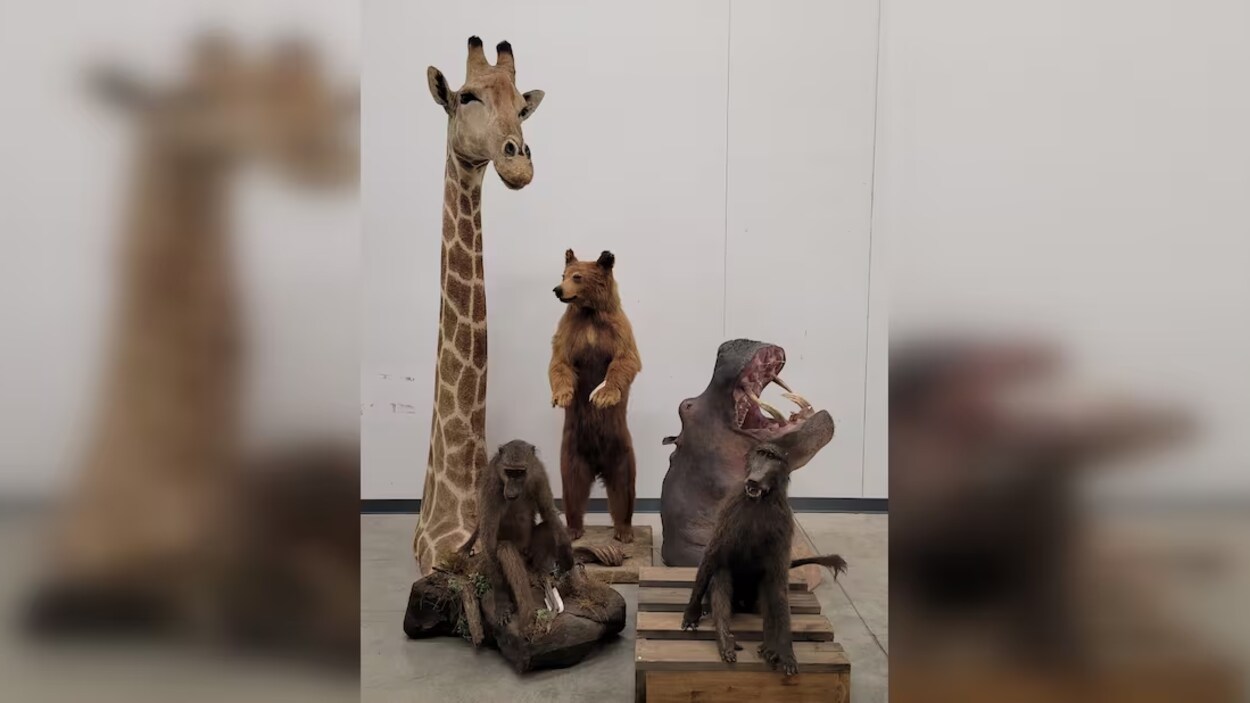 60 000 d’amendes pour avoir importé des animaux exotiques empaillés RadioCanada
