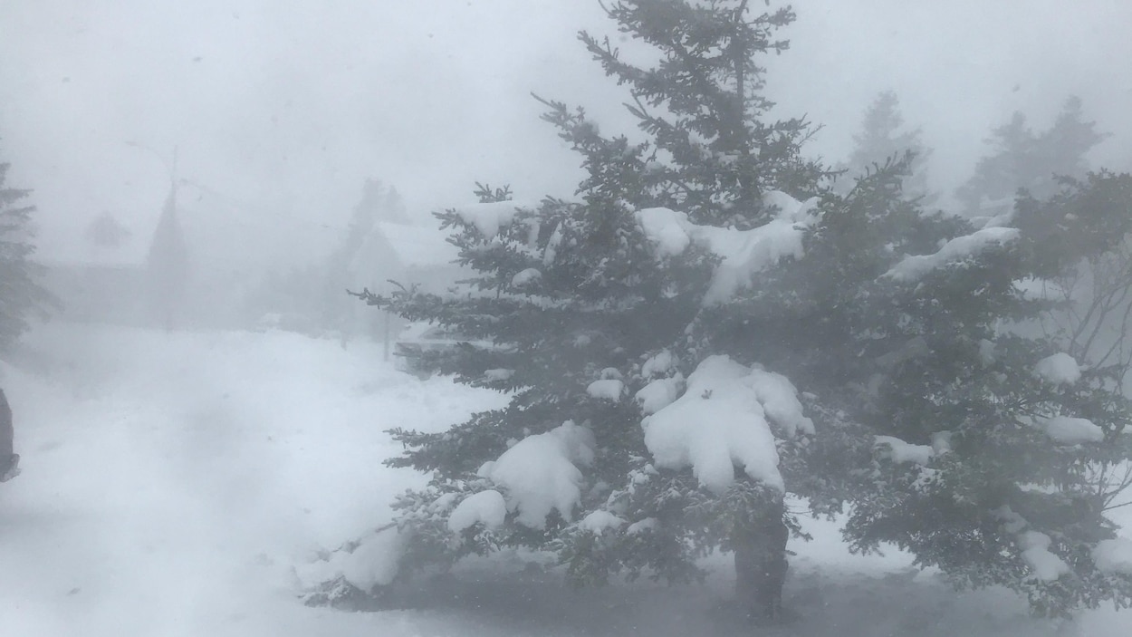 Arbre dans la neige.