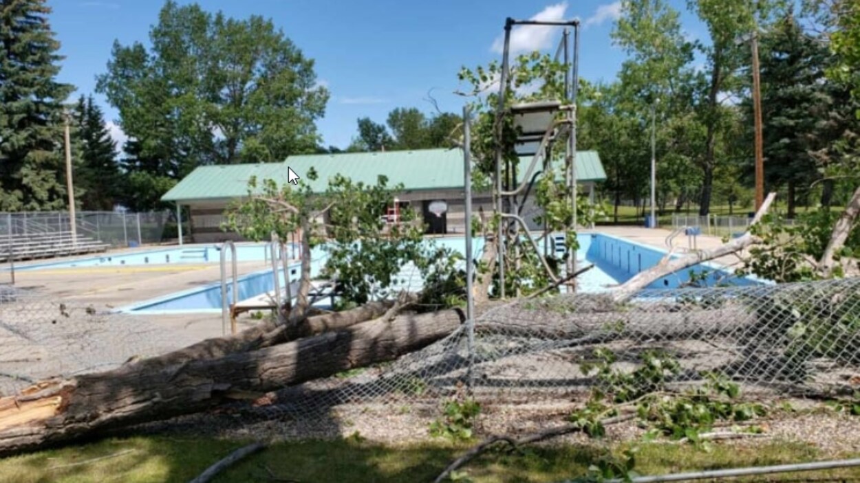 Des branches d'arbres sur une clôture de piscine brisée.