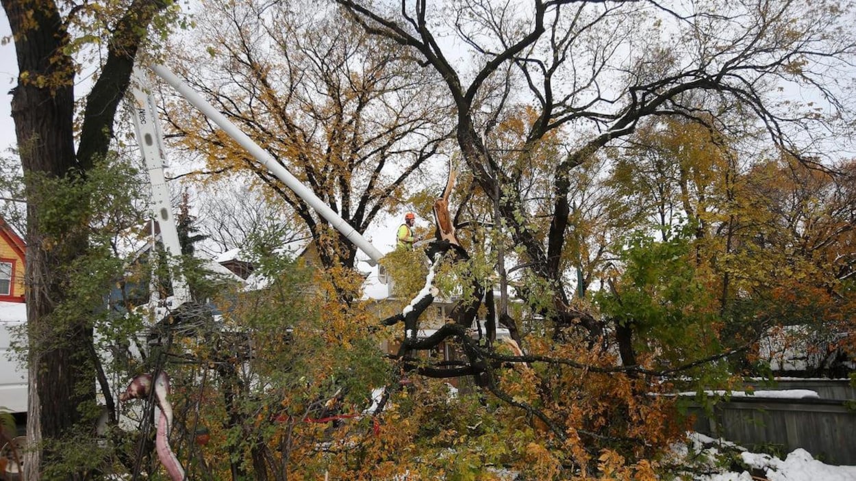 Un travailleur dans une nacelle coupe les branches d'un arbre à la tronçonneuse.