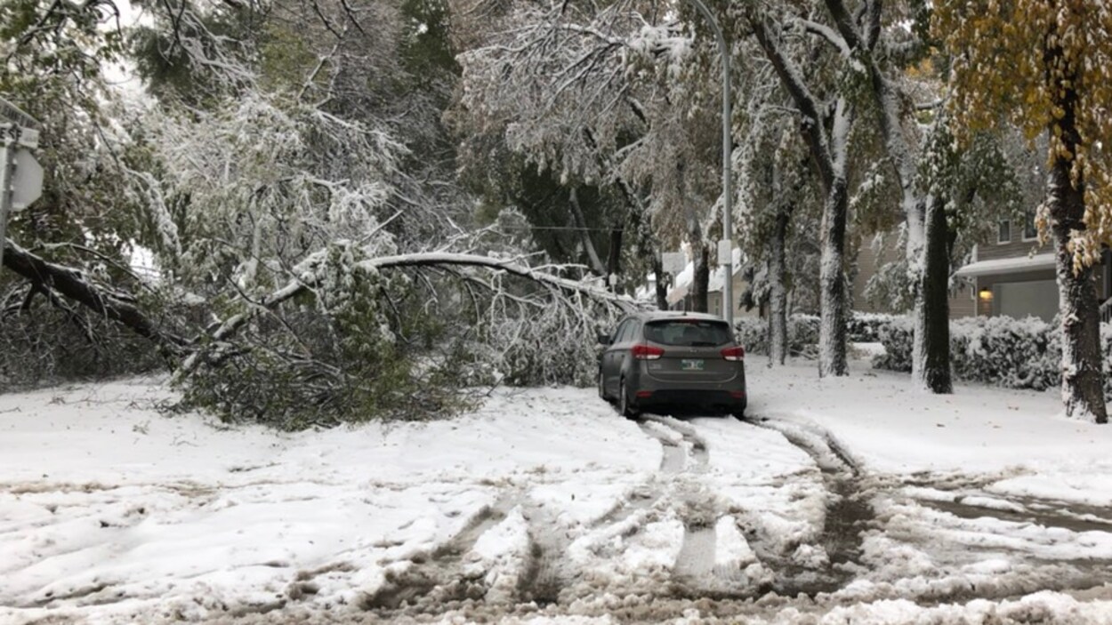Un arbre tombé au sol bloque une route, sous la neige.