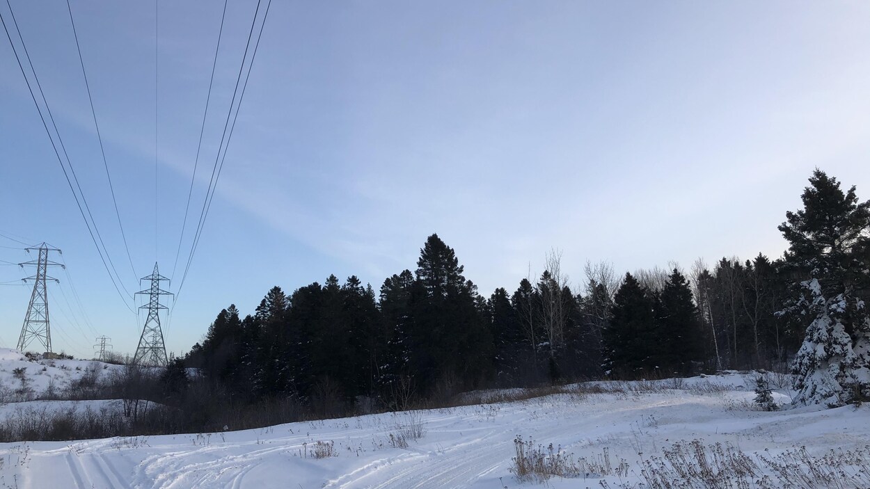 Une forêt avec une ligne électrique.