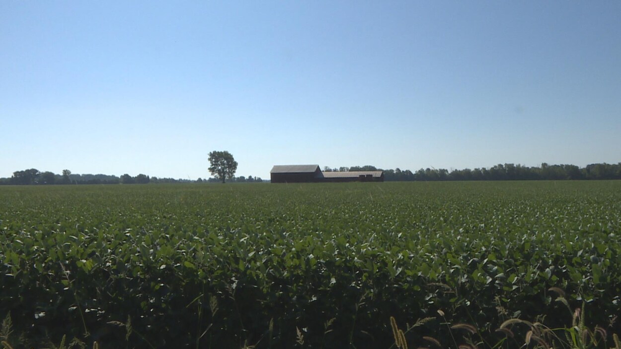 Un vaste champs avec une ferme au milieu du terrain.